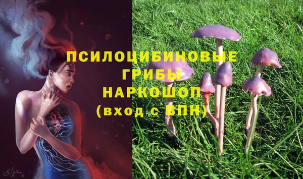 прущие грибы Балахна